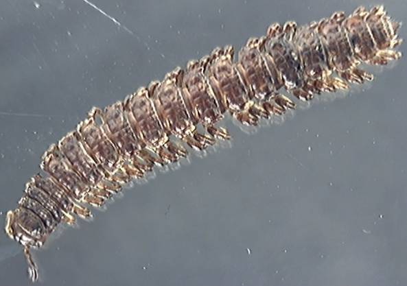 Polydesmidae 1